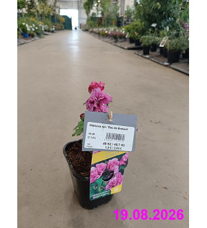 Hibiscus syr. 'Duc de Brabant' C 1,4 L
